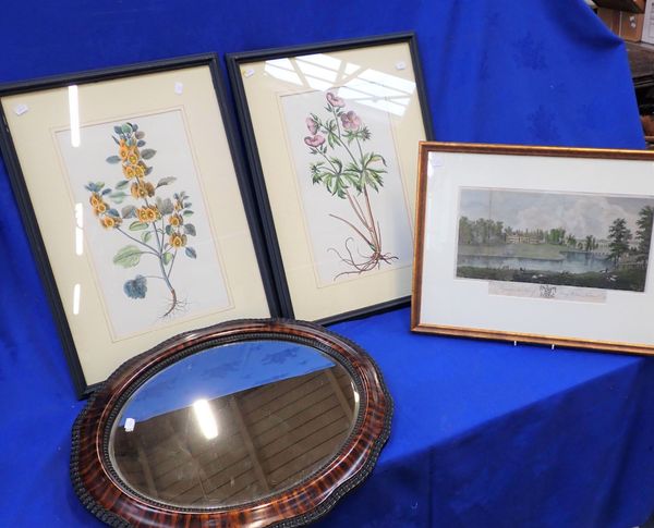 A PAIR OF BOTANICAL ENGRAVINGS, FRAMED