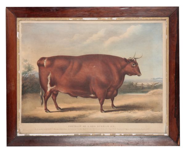 C. HULLMANDEL AFTER W. H. DAVIS, 'PORTRAIT OF A RED DURHAM OX'