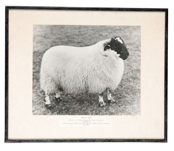 A GROUP OF FOUR MID 20TH CENTURY BLACK AND WHITE PHOTOGRAPHS OF PRIZE SHEEP