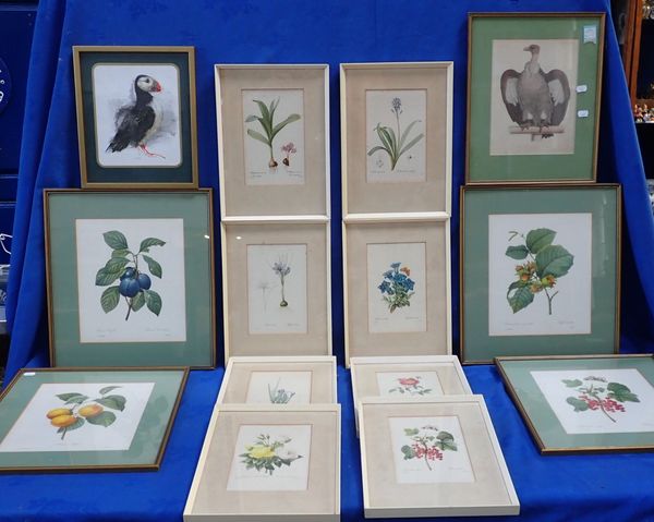 A COLLECTION OF BOTANICAL PRINTS