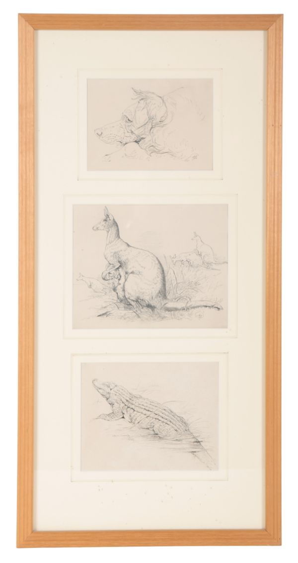 CONTINENTAL SCHOOL, 19TH CENTURY: A STUDY OF KANGAROOS