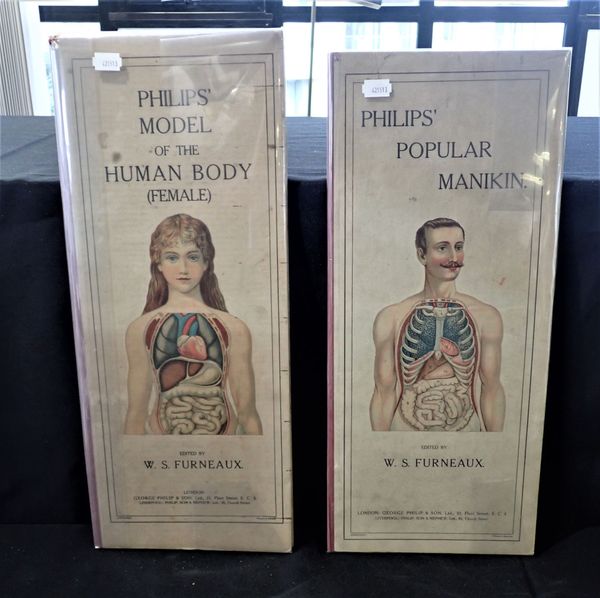 W S FURNEAUX, PHILIP'S MODEL OF THE HUMAN BODY, FEMALE, AND THE POPULAR MANIKIN, MALE