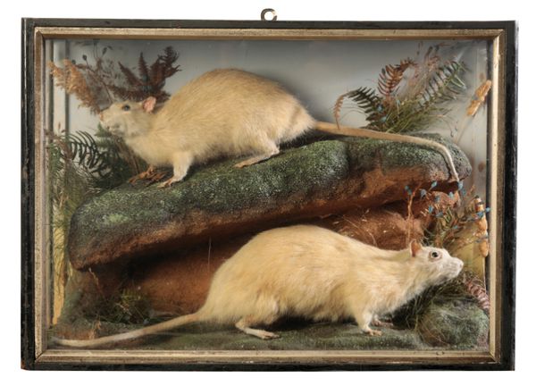 TAXIDERMY: A PAIR OF RATS