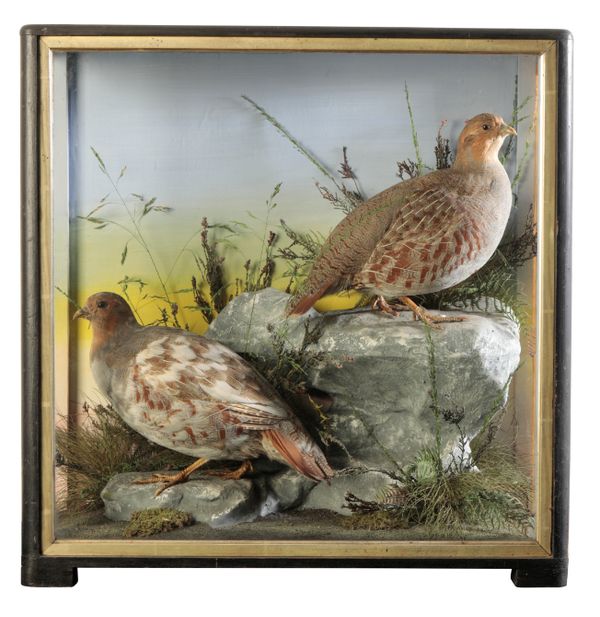 TAXIDERMY: A PAIR OF GREY PARTRIDGES