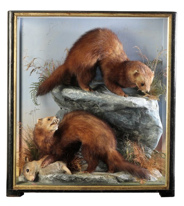 TAXIDERMY: A PAIR OF POLECATS