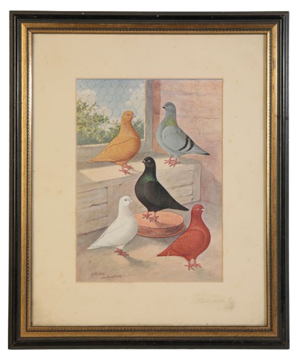 VARIOUS COLOURED PRINTS OF RACING PIGEONS