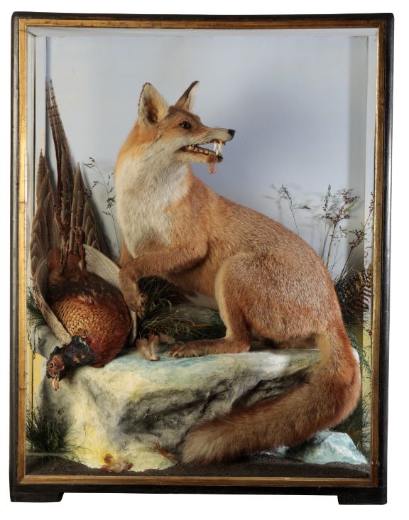 TAXIDERMY: A FOX