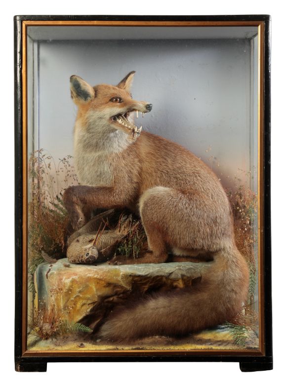 TAXIDERMY: A FOX