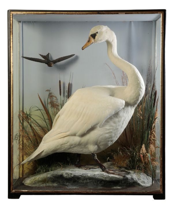 Sold by PT Sale to Nigel Poole  TAXIDERMY: A SWAN