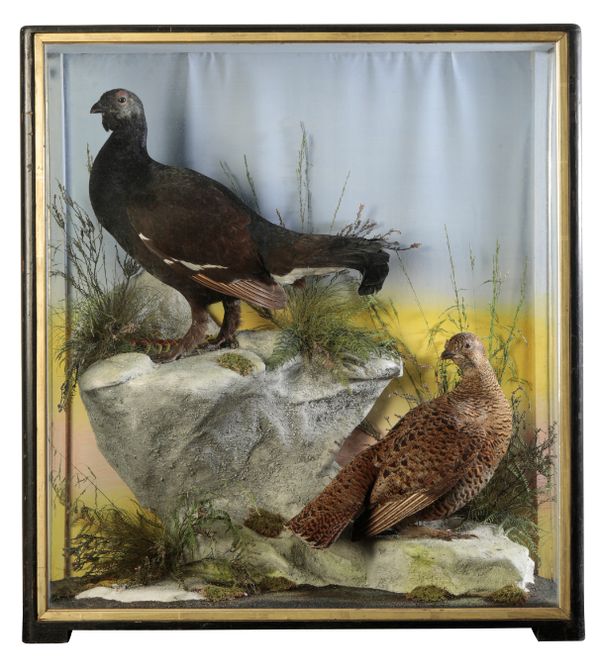 TAXIDERMY: A MALE AND A FEMALE BLACK GROUSE