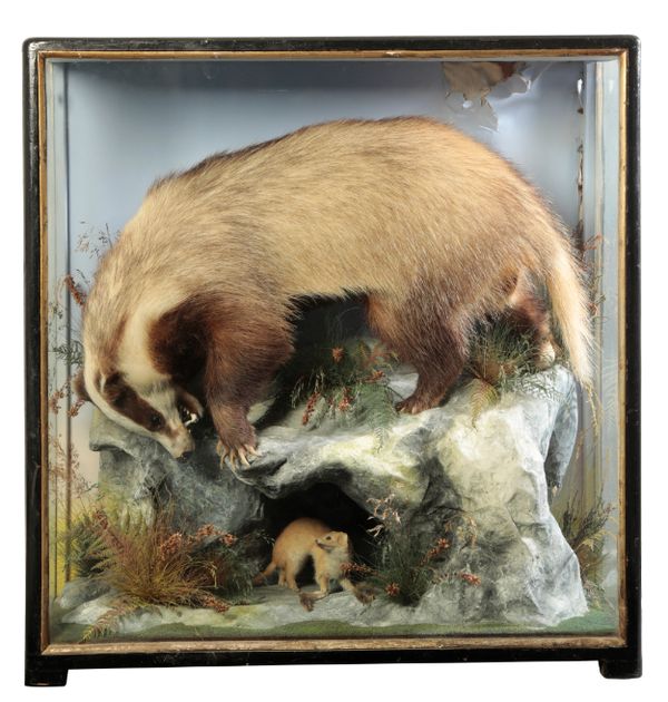 TAXIDERMY: A BADGER HUNTING A WEASEL