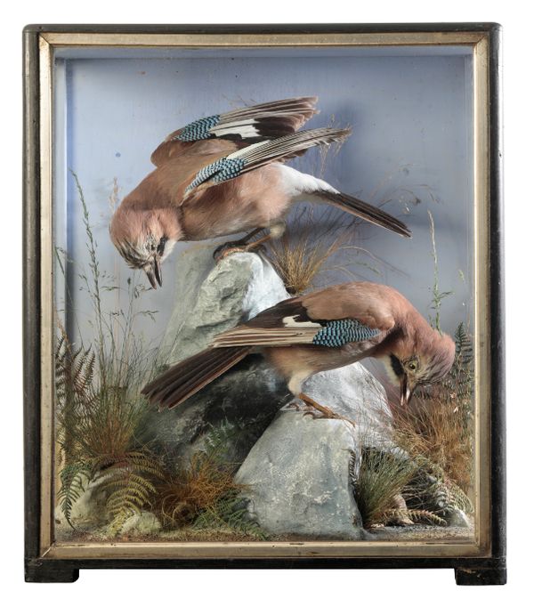 TAXIDERMY: A PAIR OF JAYS