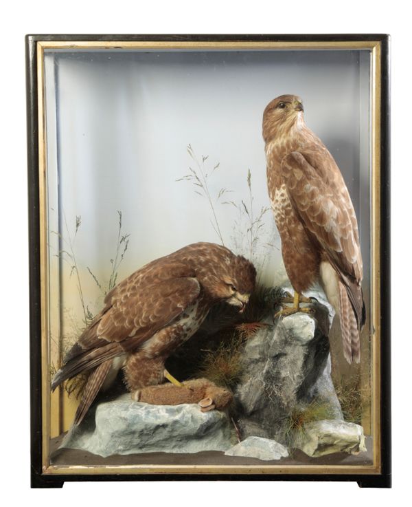 TAXIDERMY: A PAIR OF BUZZARDS