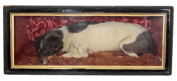 TAXIDERMY: A JACK RUSSELL