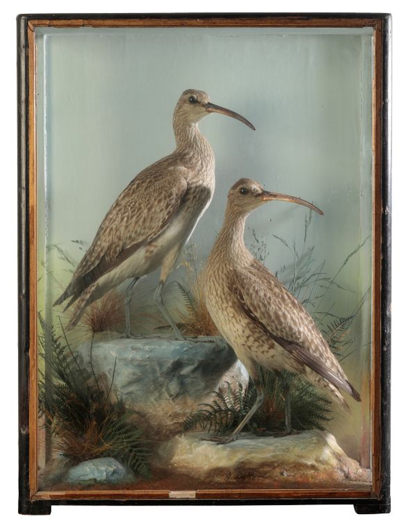 TAXIDERMY: A PAIR OF CURLEWS