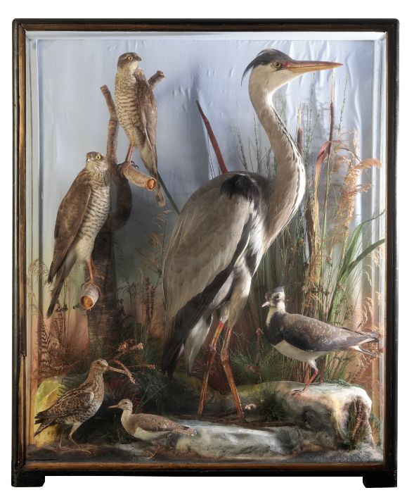 TAXIDERMY: A MIXED GROUP OF BIRDS