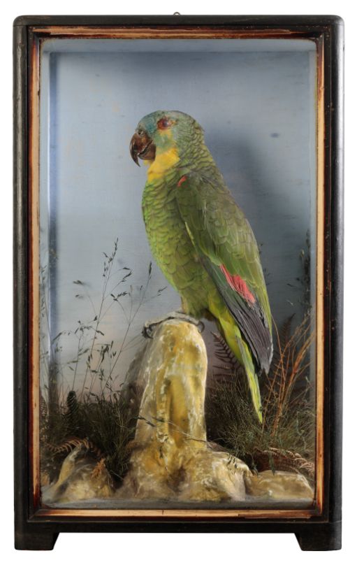 TAXIDERMY: A PARROT