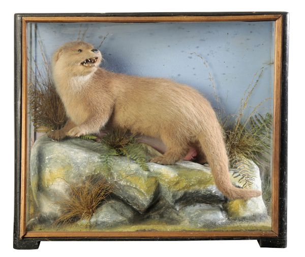 TAXIDERMY: A YOUNG OTTER