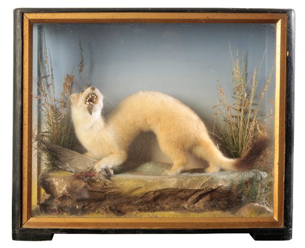 TAXIDERMY: A STOAT