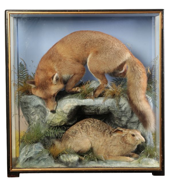 TAXIDERMY: A FOX HUNTING A HARE