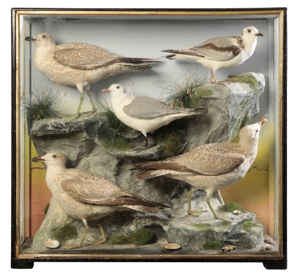 TAXIDERMY: A GROUP OF SEAGULLS