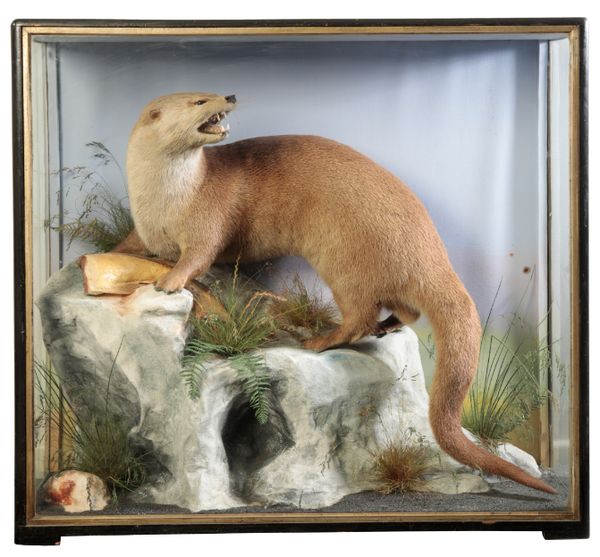 TAXIDERMY: A MALE OTTER