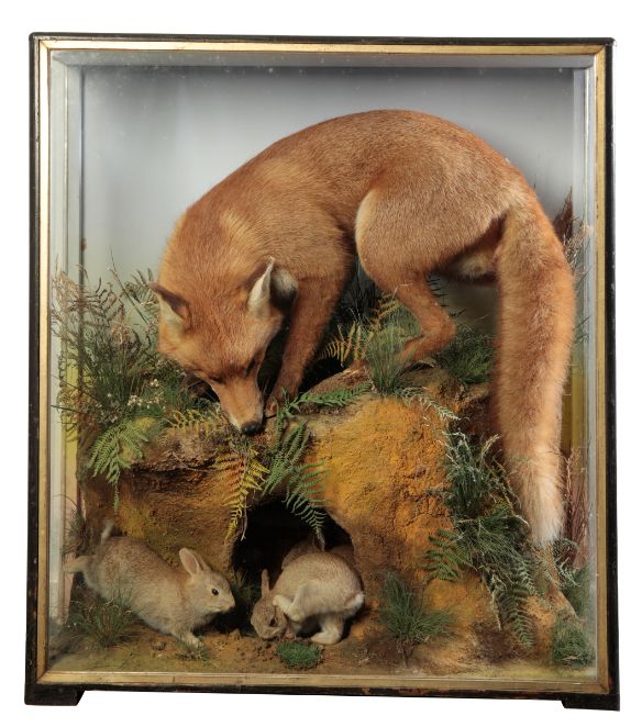 TAXIDERMY: A FOX HUNTING BABY RABBITS AT THEIR WARREN