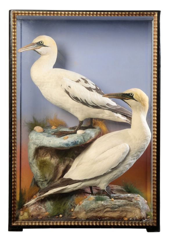 TAXIDERMY: A PAIR OF GANNETS