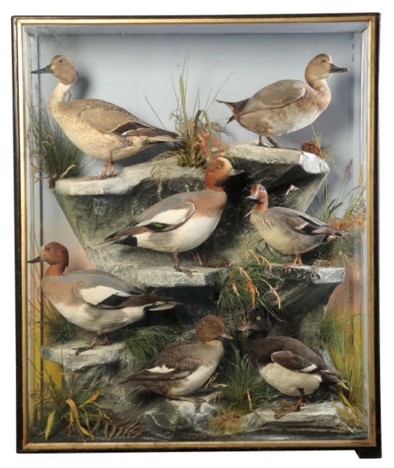TAXIDERMY: A GROUP OF MIXED DUCKS