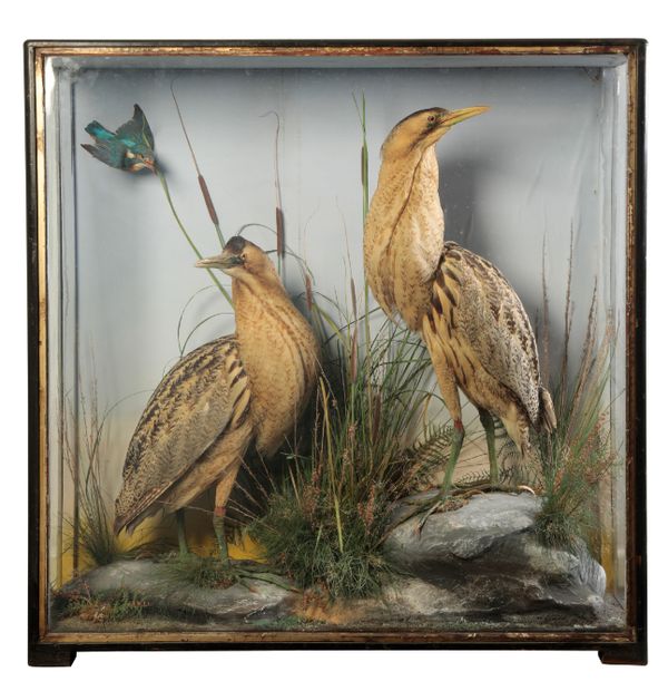 TAXIDERMY: A PAIR OF BITTERNS WITH A KINGFISHER IN FLIGHT