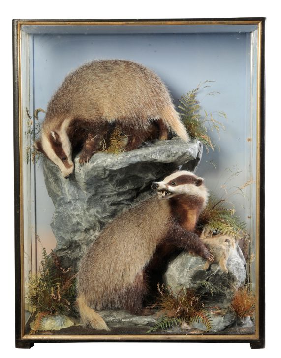 TAXIDERMY: A PAIR OF BADGERS
