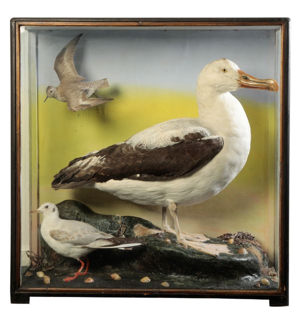 TAXIDERMY: AN ALBATROSS, A GULL AND A WADER IN FLIGHT