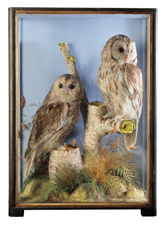 TAXIDERMY: A PAIR OF TAWNY OWLS