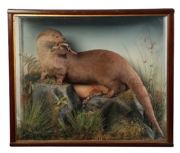 TAXIDERMY: A MALE OTTER