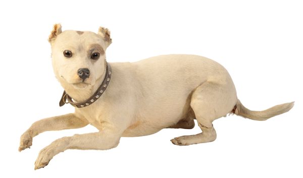 TAXIDERMY: A VICTORIAN TERRIER DOG