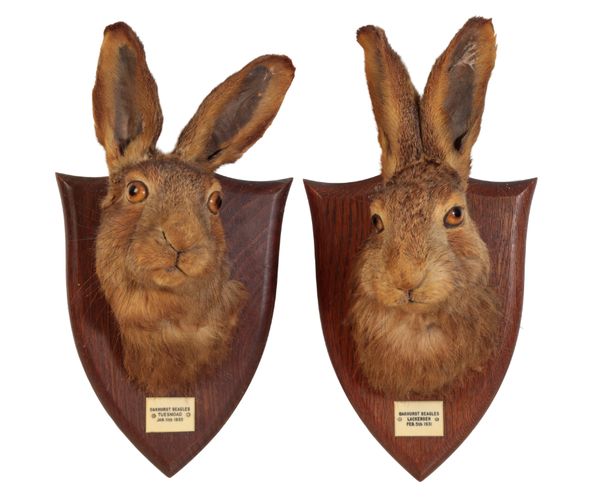 TAXIDERMY: A HARE MASK