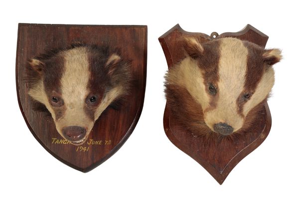 TAXIDERMY: A BADGER MASK