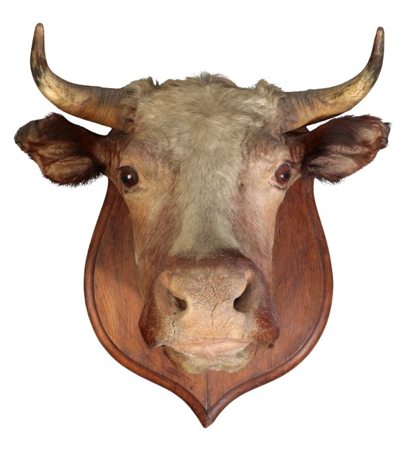 TAXIDERMY: A BULL'S HEAD