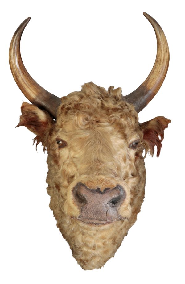 TAXIDERMY: A BULL'S HEAD