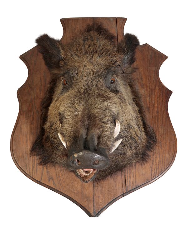 TAXIDERMY: AN EDWARDIAN WILD BOAR HEAD