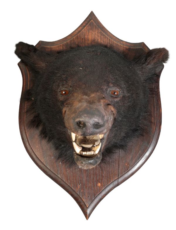 TAXIDERMY: A BEAR'S HEAD