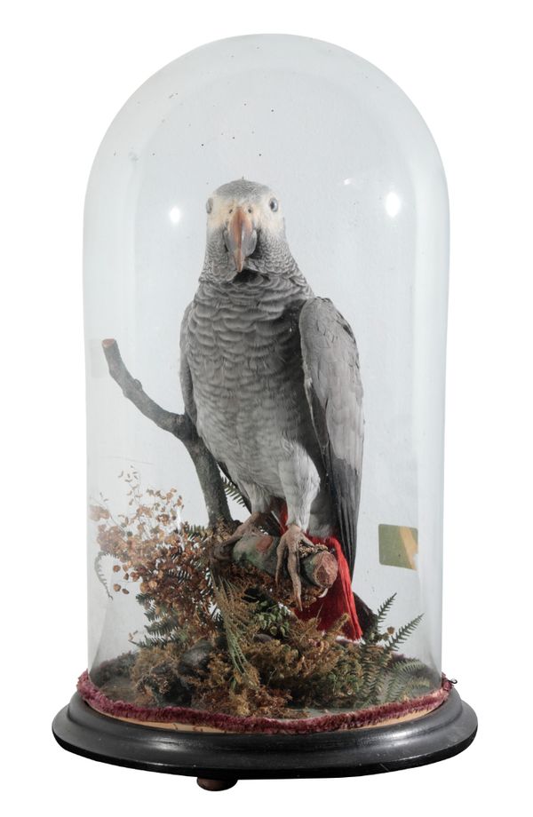 TAXIDERMY: A VICTORIAN GREY PARROT