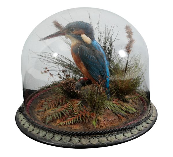TAXIDERMY: A VICTORIAN KINGFISHER