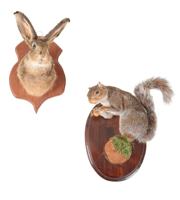 TWO TAXIDERMY ITEMS - A HARE SHOULDER MOUNT AND A GREY SQUIRREL ON A LOG