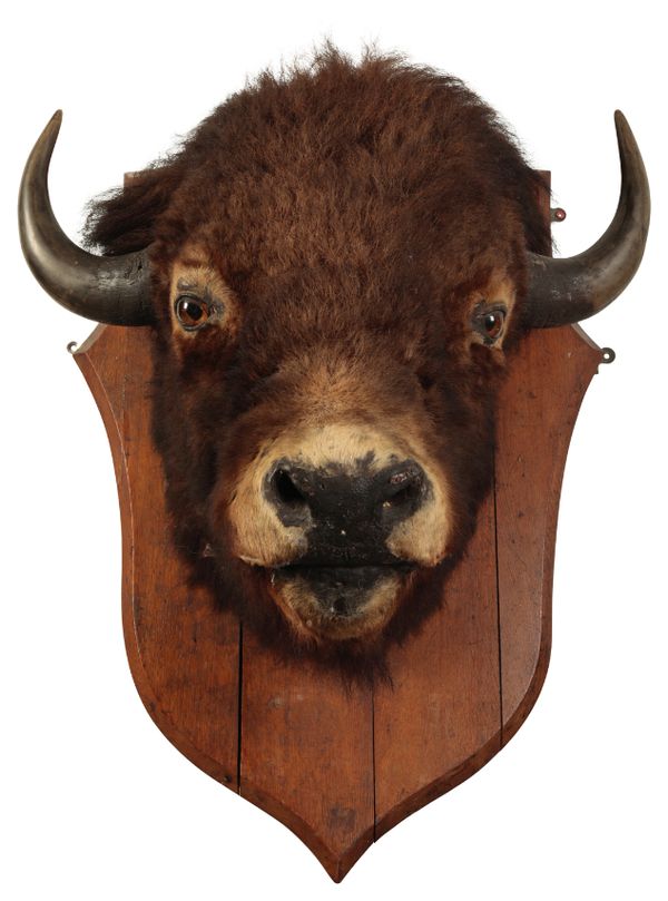 TAXIDERMY: A VICTORIAN NORTH AMERICAN BISON NECK MOUNT