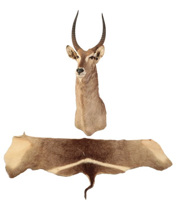 TAXIDERMY: A WATER BUCK NECK MOUNT