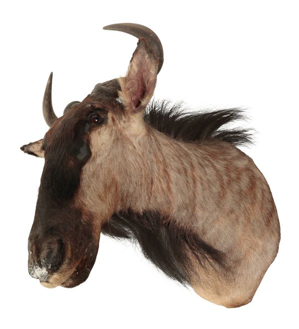 TAXIDERMY: A BLUE WILDEBEEST NECK MOUNT