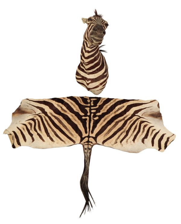 TAXIDEMY: A ZEBRA NECK MOUNT