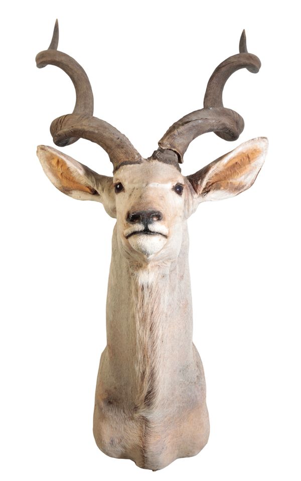 TAXIDERMY: A GREATER KUDU neck mount