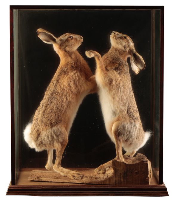 TAXIDERMY: A PAIR OF BOXING HARES